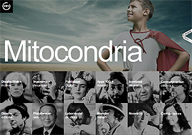 Mitocondria